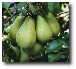 Poire Adrienne Curé