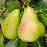 Poire Alexandrine