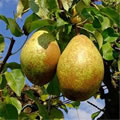 Poire comtesse de Paris