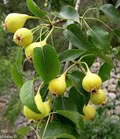 Poire de la saint jean