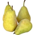 Poire Guyot