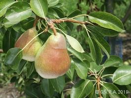 Poire Marguerite Marillat