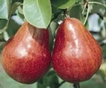 Poire Williams rouge