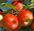 Pomme Bel rouge
