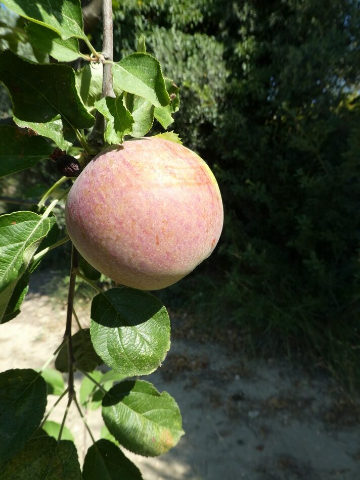 Pomme Calville d'été