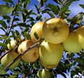 Pomme Joli jaune