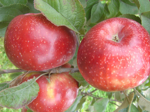 Pomme Jurose