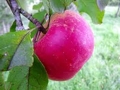 Pomme Melrose