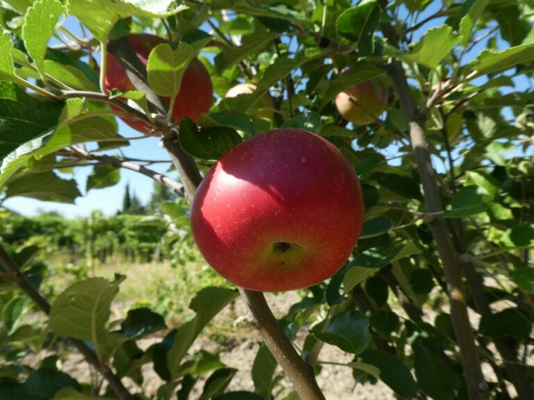 Pomme Mora Di Cunéo