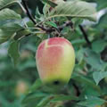 Pomme museau de lièvre