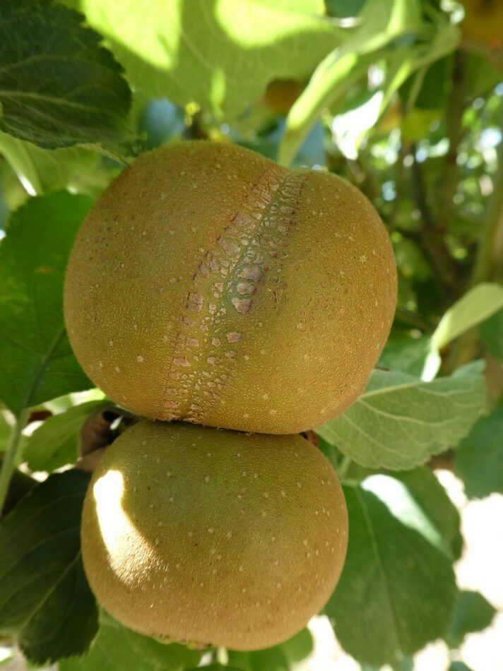 Pomme patte de Loup