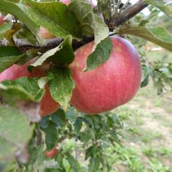 Pomme rouge de la Javie
