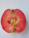 Pomme sanguine