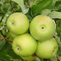 Pomme Verte de provence