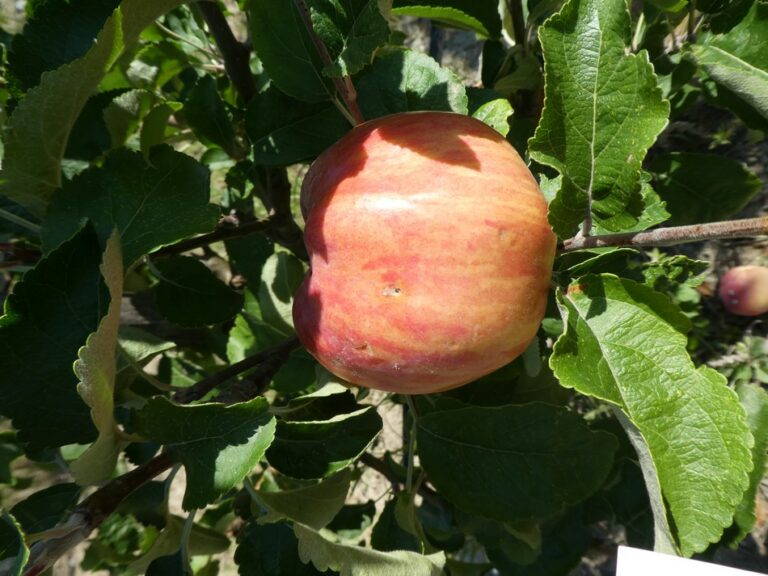 Pomme Vivat au vainqueur