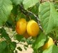 prune blanche du Lubéron