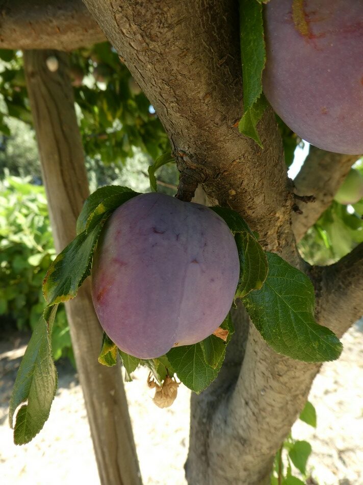 Prune Santa Clara