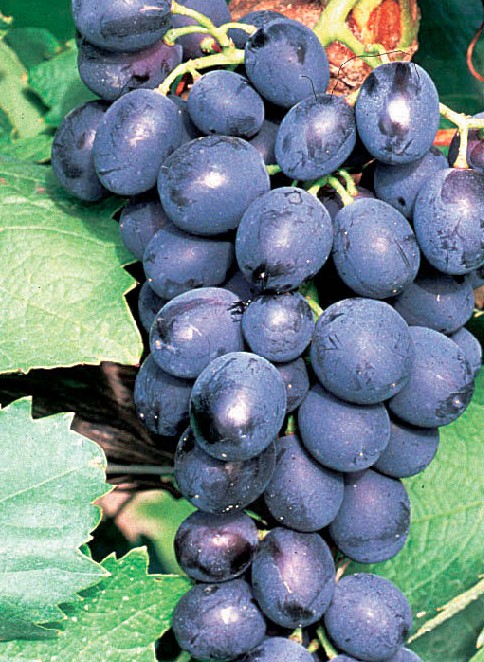 Raisin Alval
