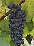 Raisin BACO
