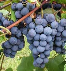 Raisin de collection