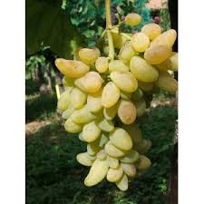 Raisin Cornichon blanc