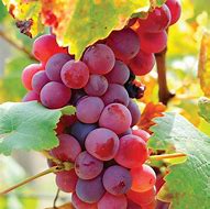 Raisin Flame Seedless rosé