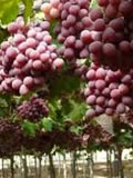 Raisin L'AHMEUR