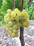 Raisin Madeleine Angevine