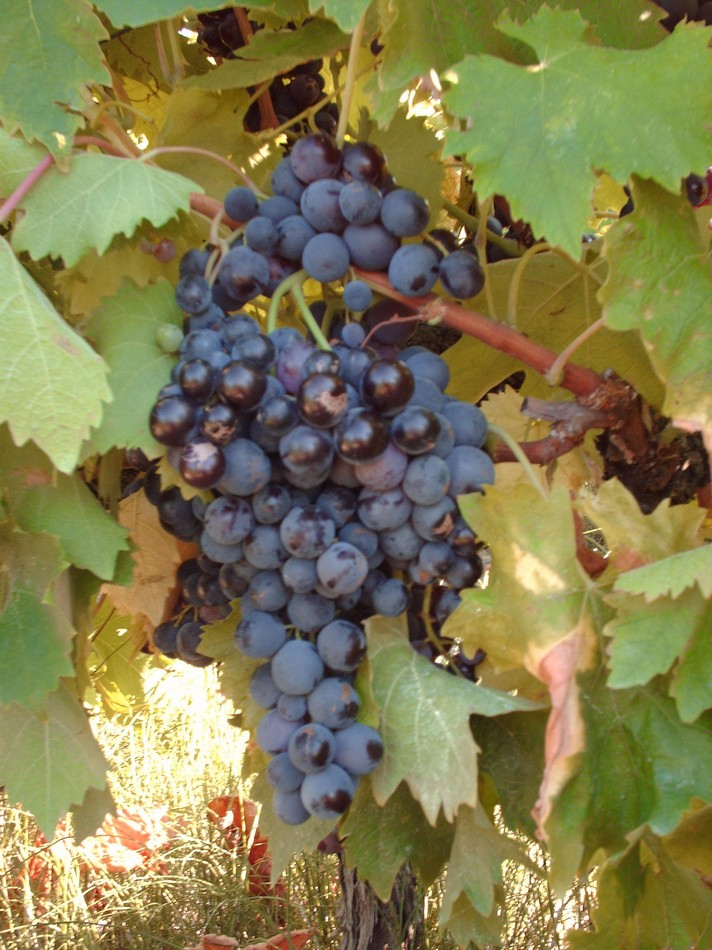 Raisin Muscat Jean Mathias