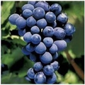 Raisin Néro