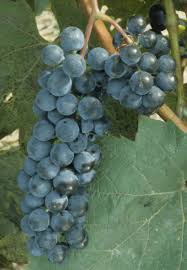 Raisin Oberlin