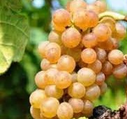 Raisin Roussanne