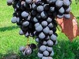 Raisin Vénus Muscat