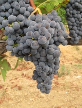 Raisin Vidoc