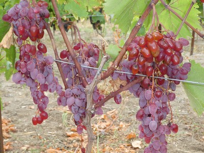 Raisin Zémira