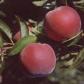 Red wine