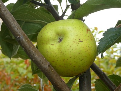 Reinette blanche