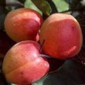Rouge de roussillon