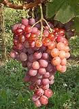 Raisin noir