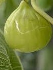 Sucre vert