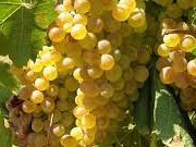 Vermentino