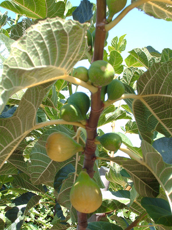 Figue Goutte d'or