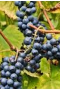 Raisin de collection
